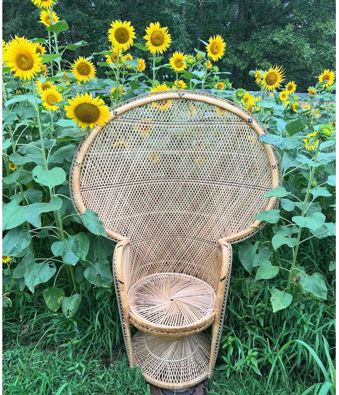 Peacock Chair