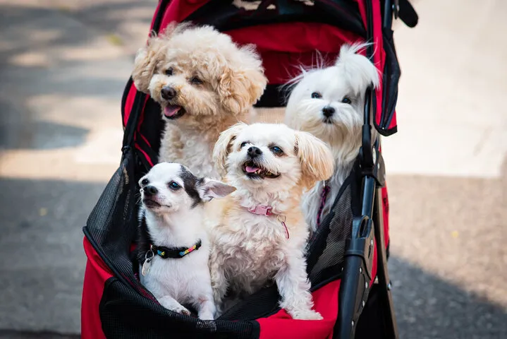 Pet Stroller