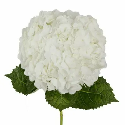 Hydrangeas 