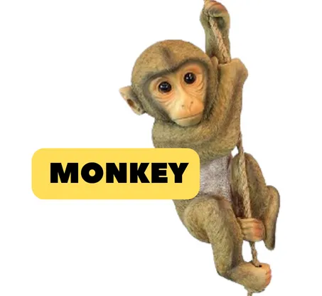 Monkey