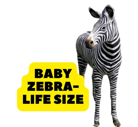 Baby Zebra -Life Size