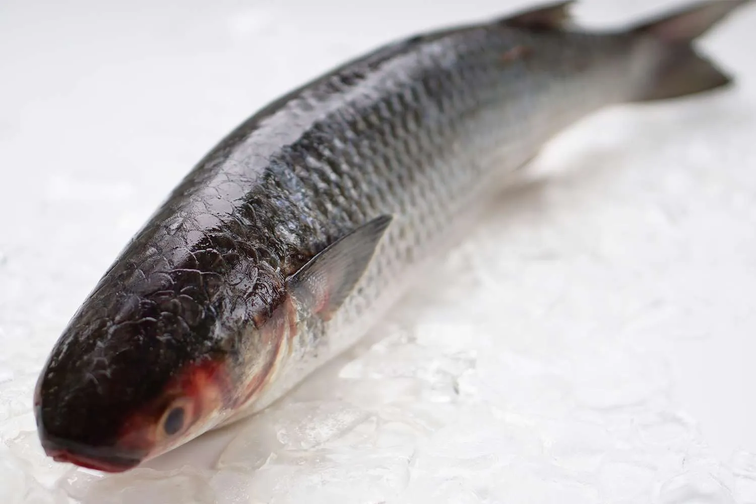 Fish Bait - 2.5kg Mullet