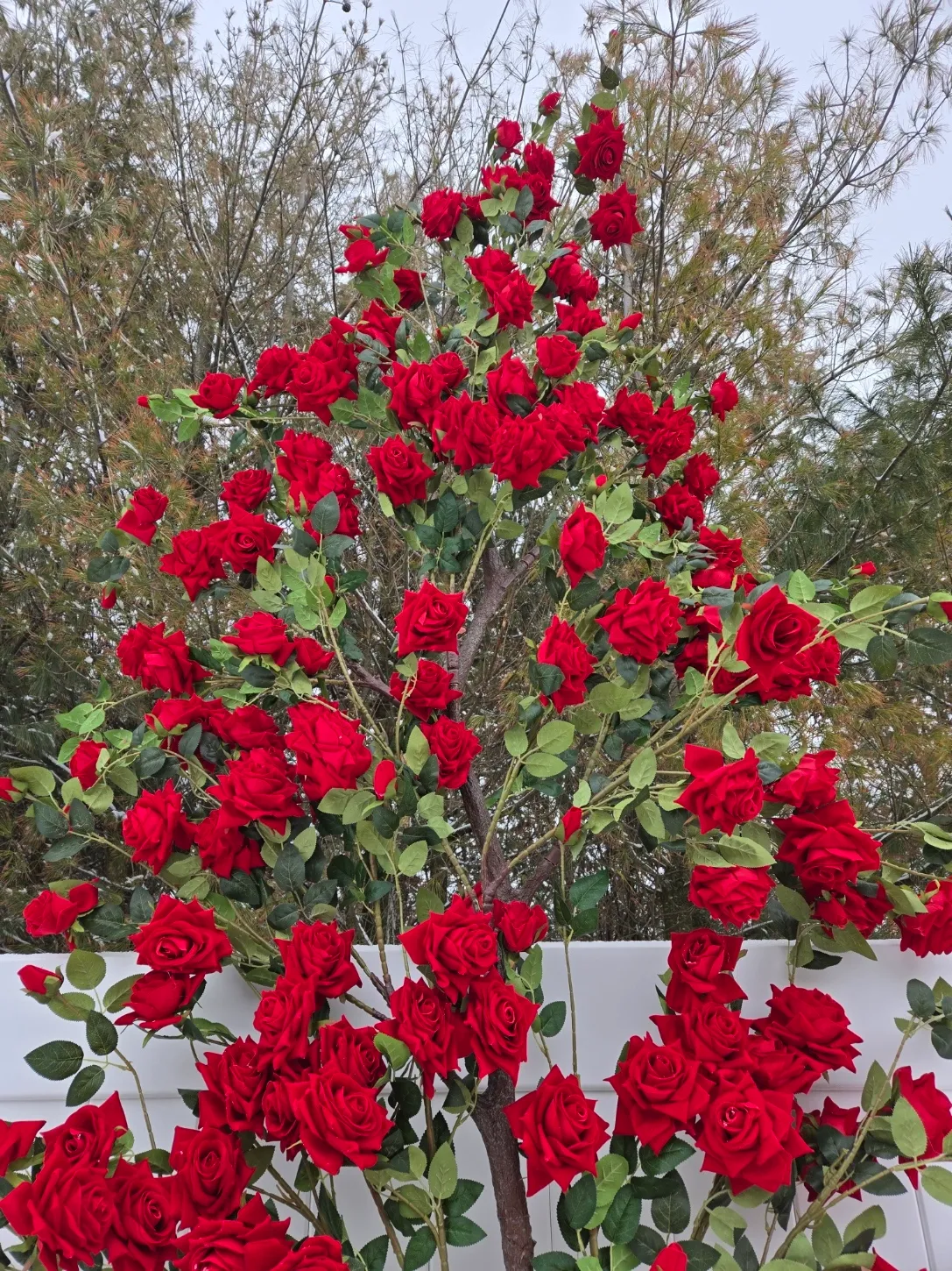 Red Rose Trellis