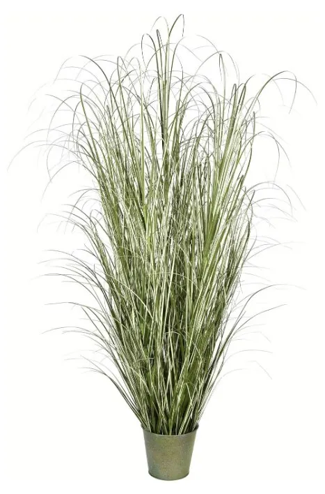 Variegated Green Grass, potted