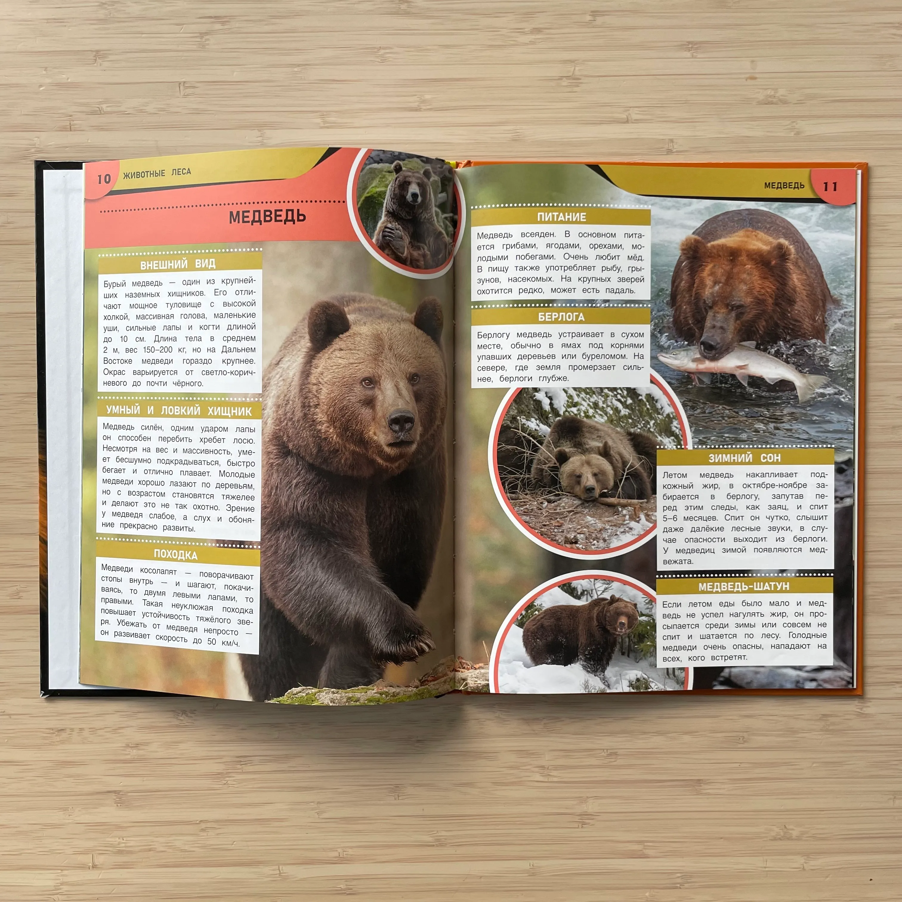 Животные леса. Энциклопедия