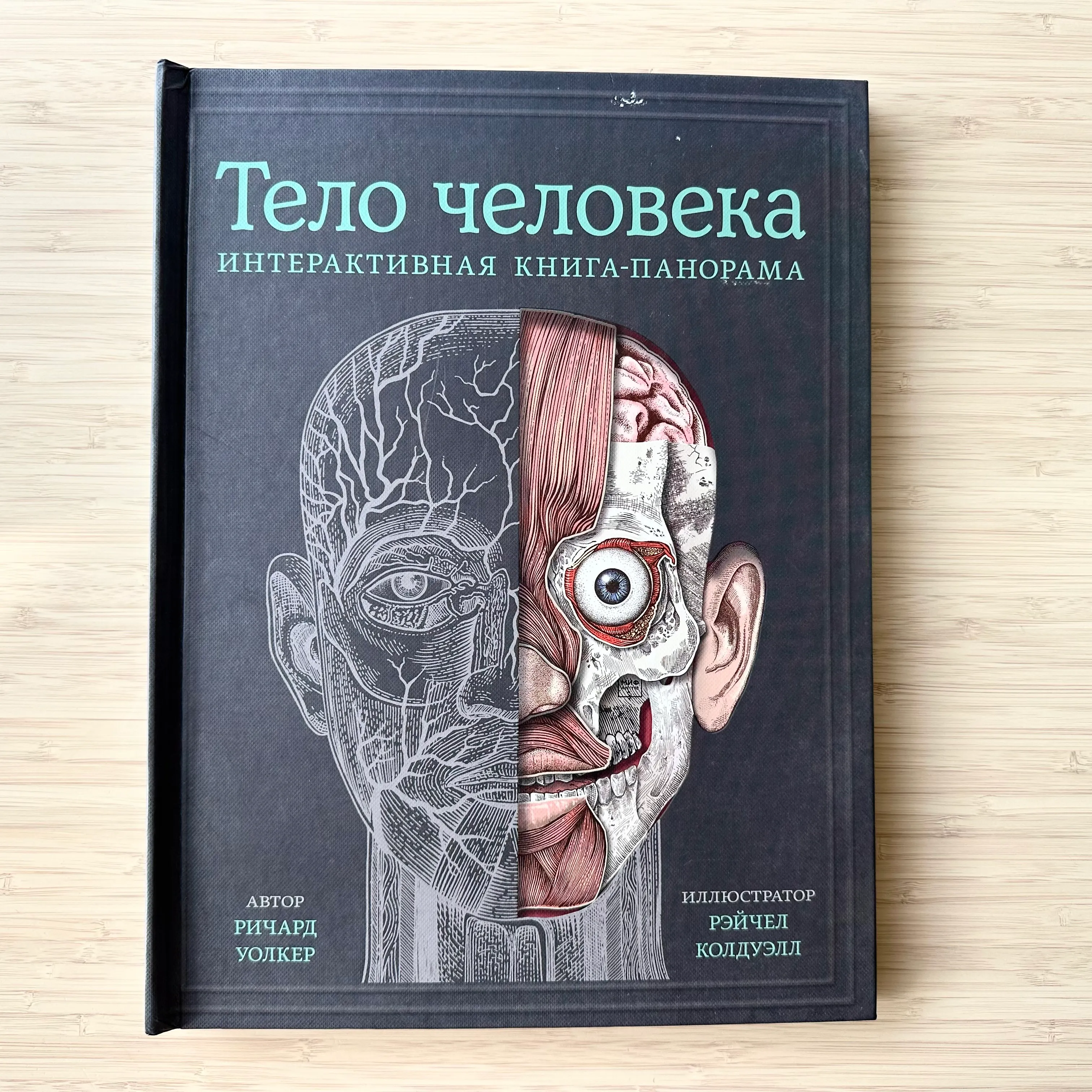 Тело человека (с окошками)