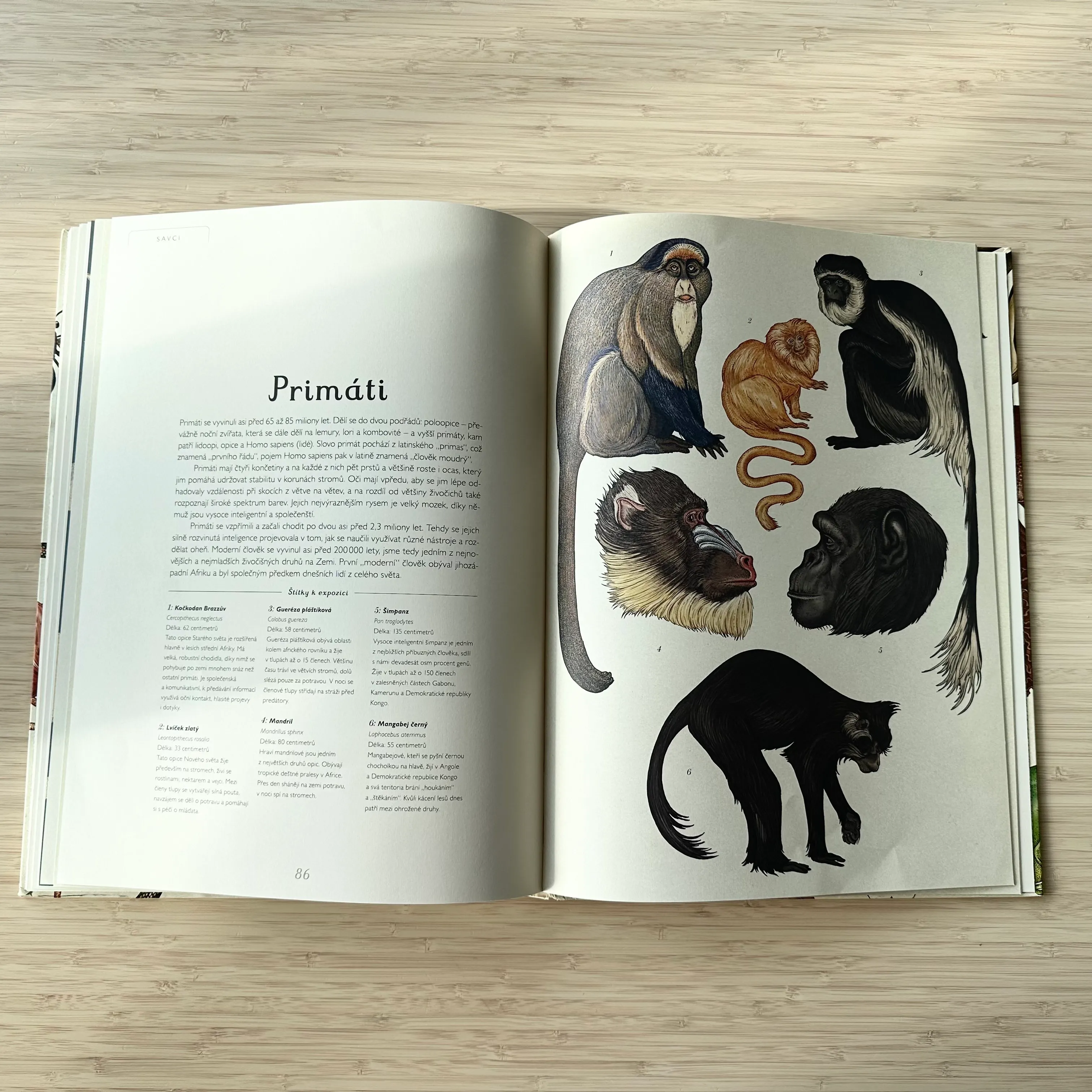 Animalium