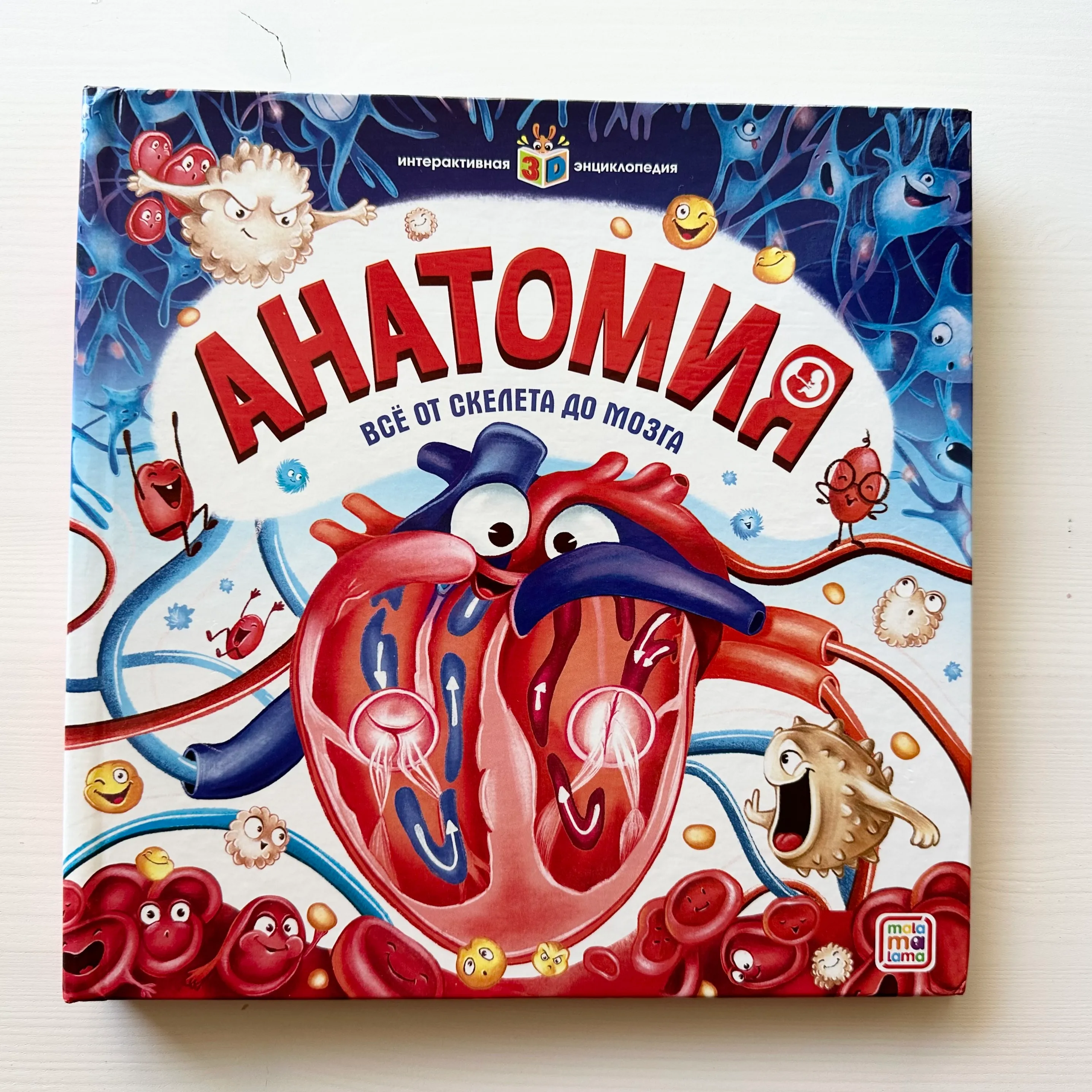 Анатомия, все от скелета до мозга (с окошками)