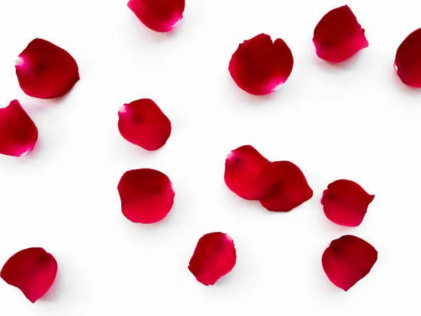 Red Rose Petals (70 qty)
