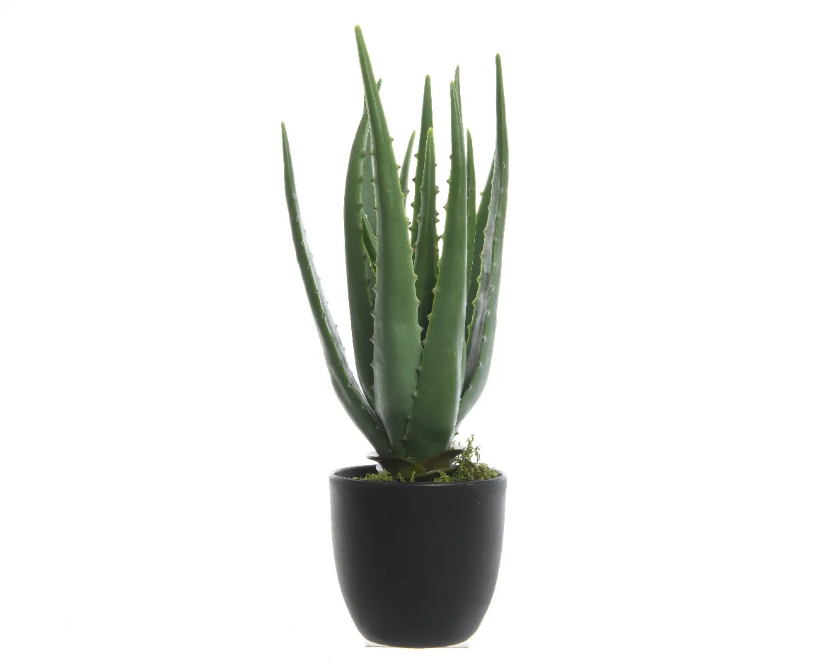 Aloe vera per 3 stuks