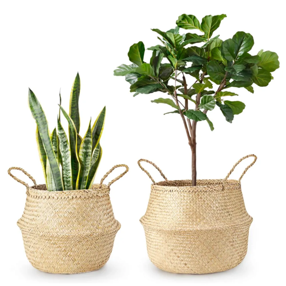 Plants, Baskets & Pots collection image