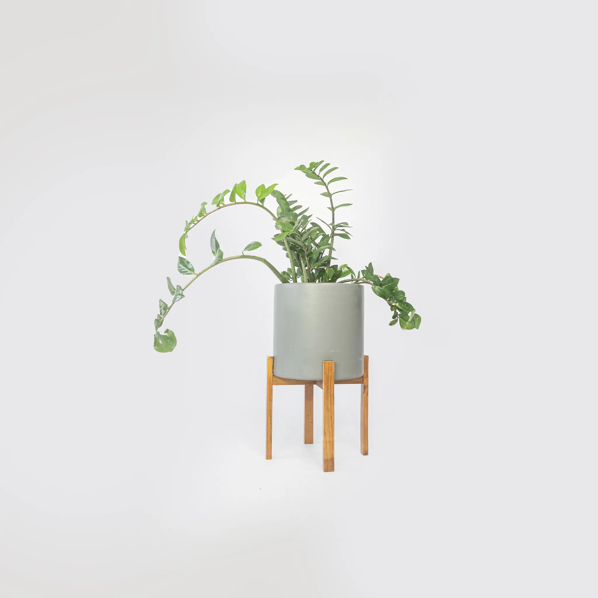 ZZ (Raven) Plant