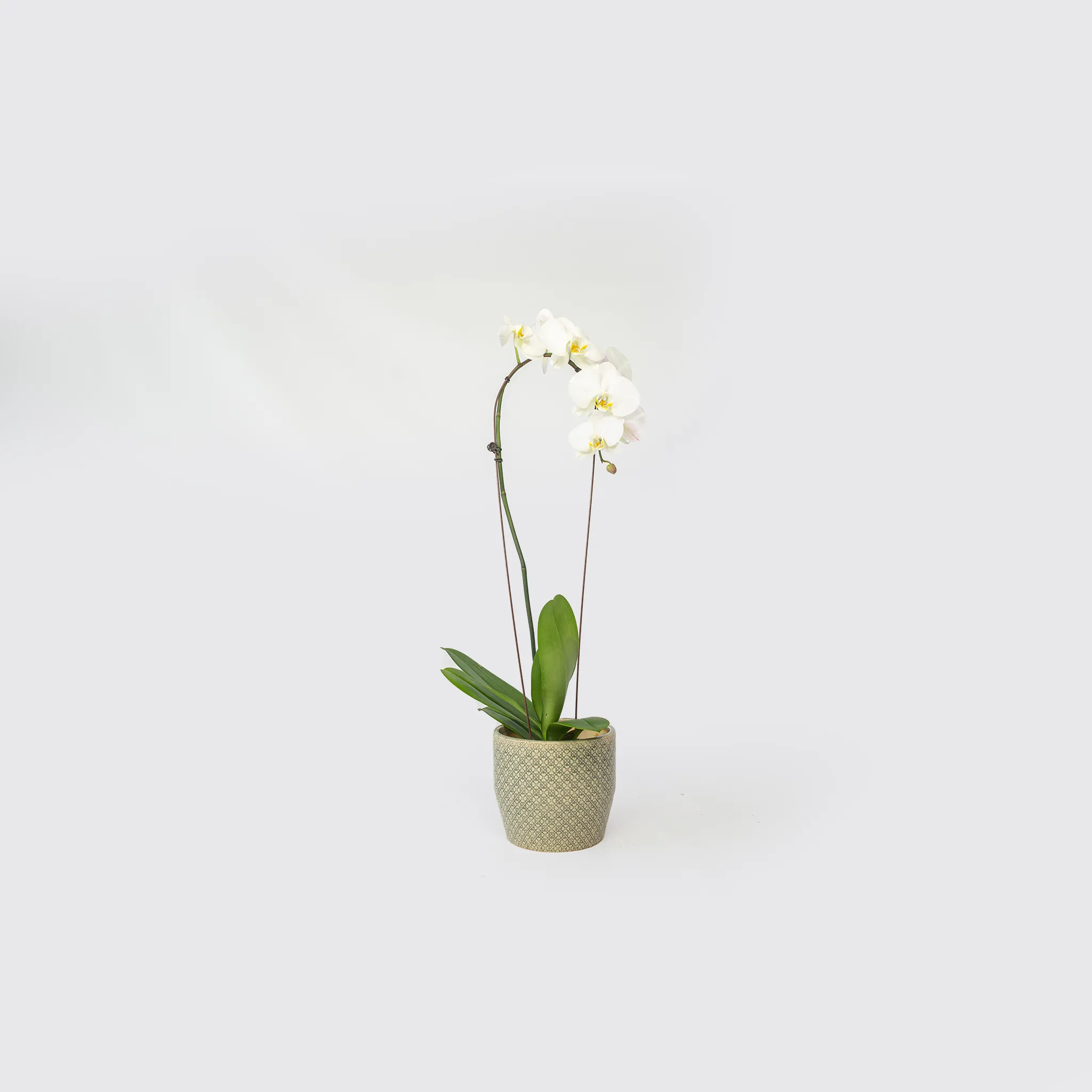 Orchids