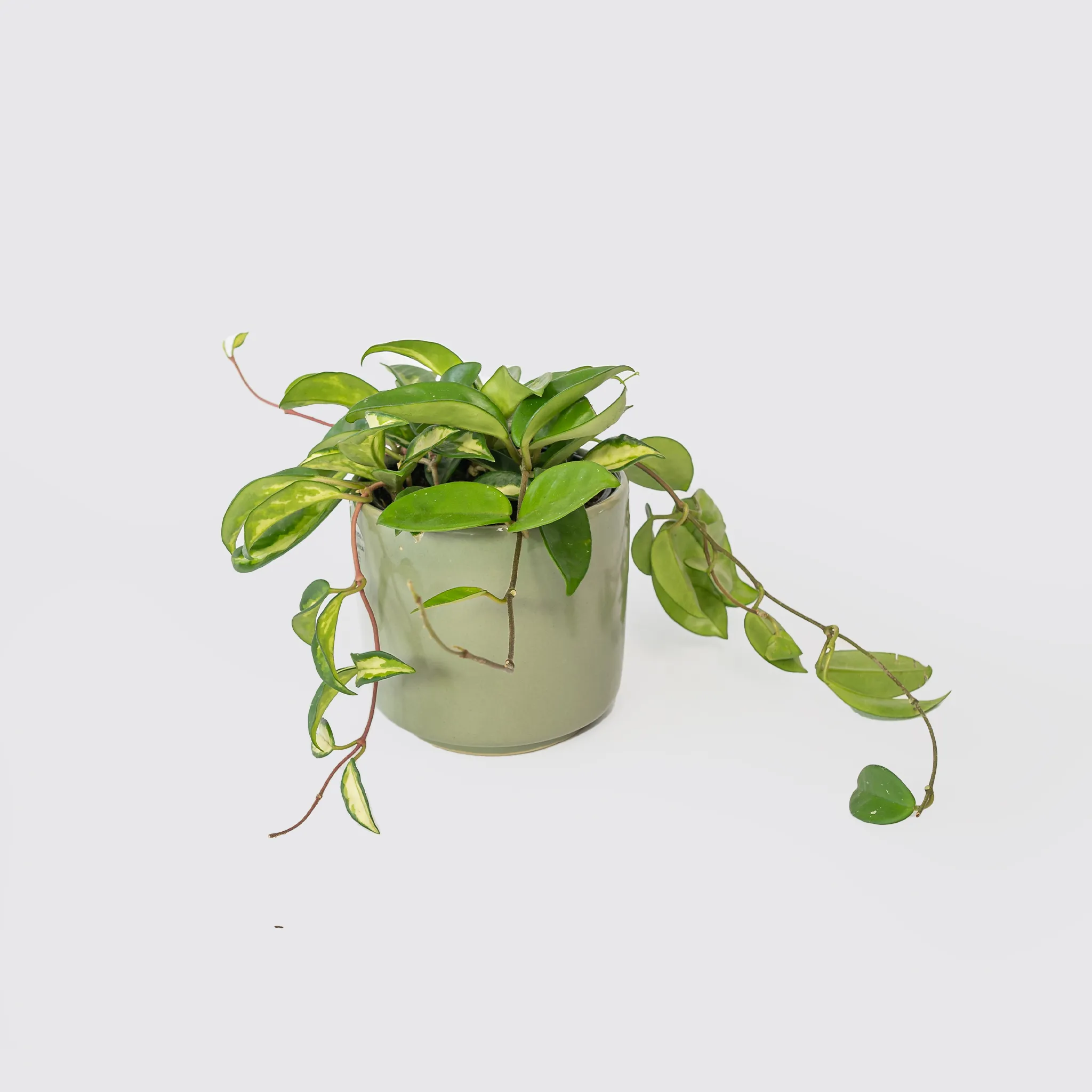 Lemon & Lime Hoya