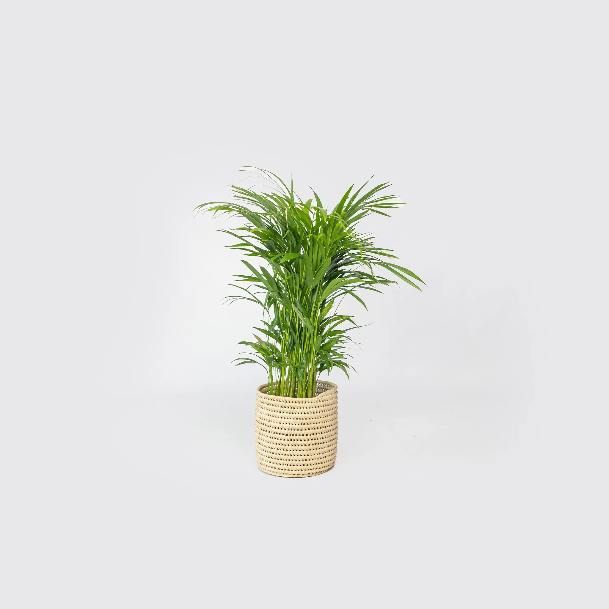 Large Bamboo Palm
