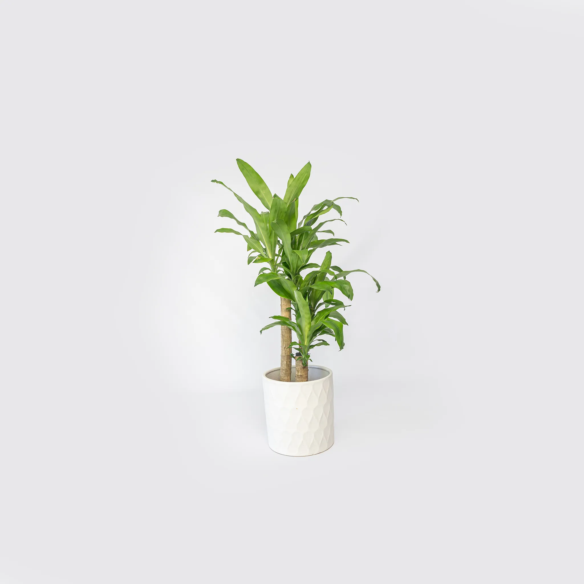 Dracaena Massangeana