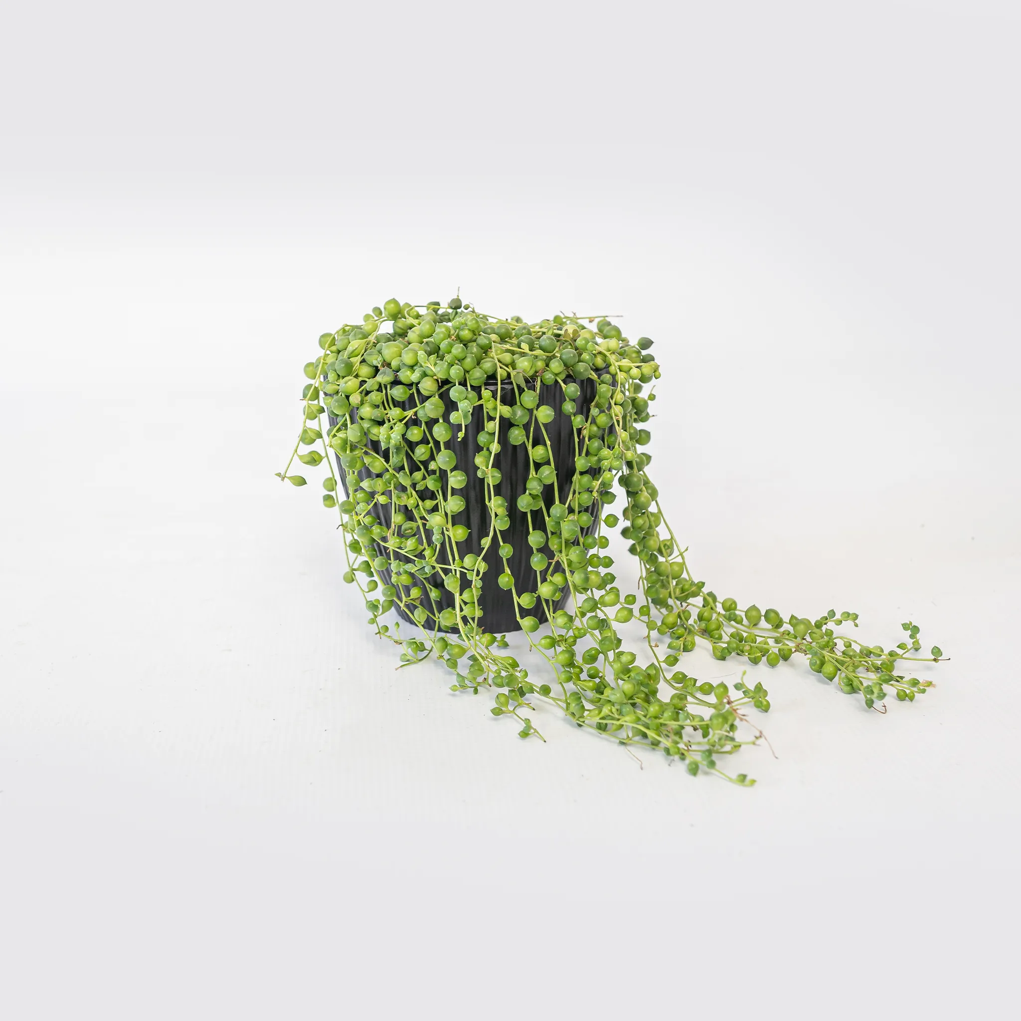 Senecio "String of beads"