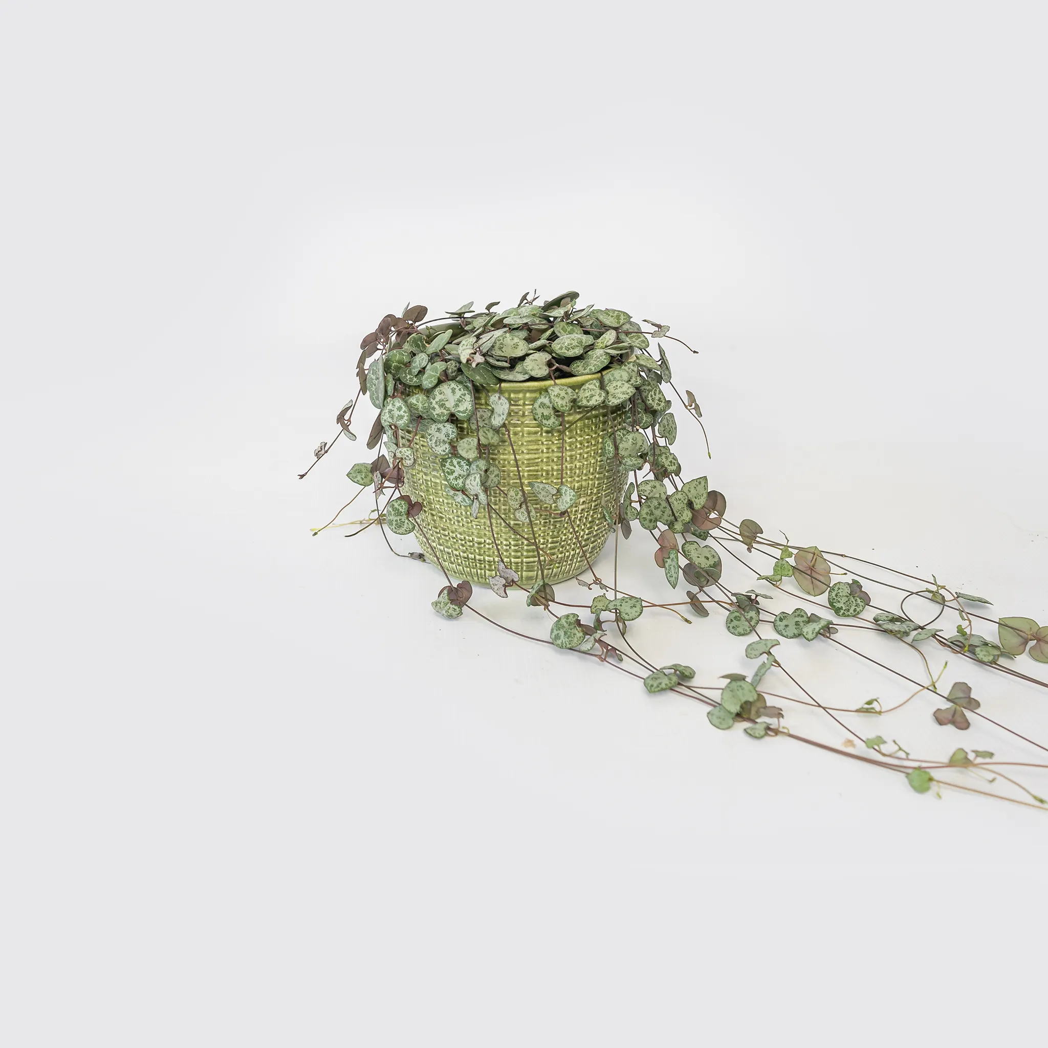 Ceropegia Woodii "String of hearts"