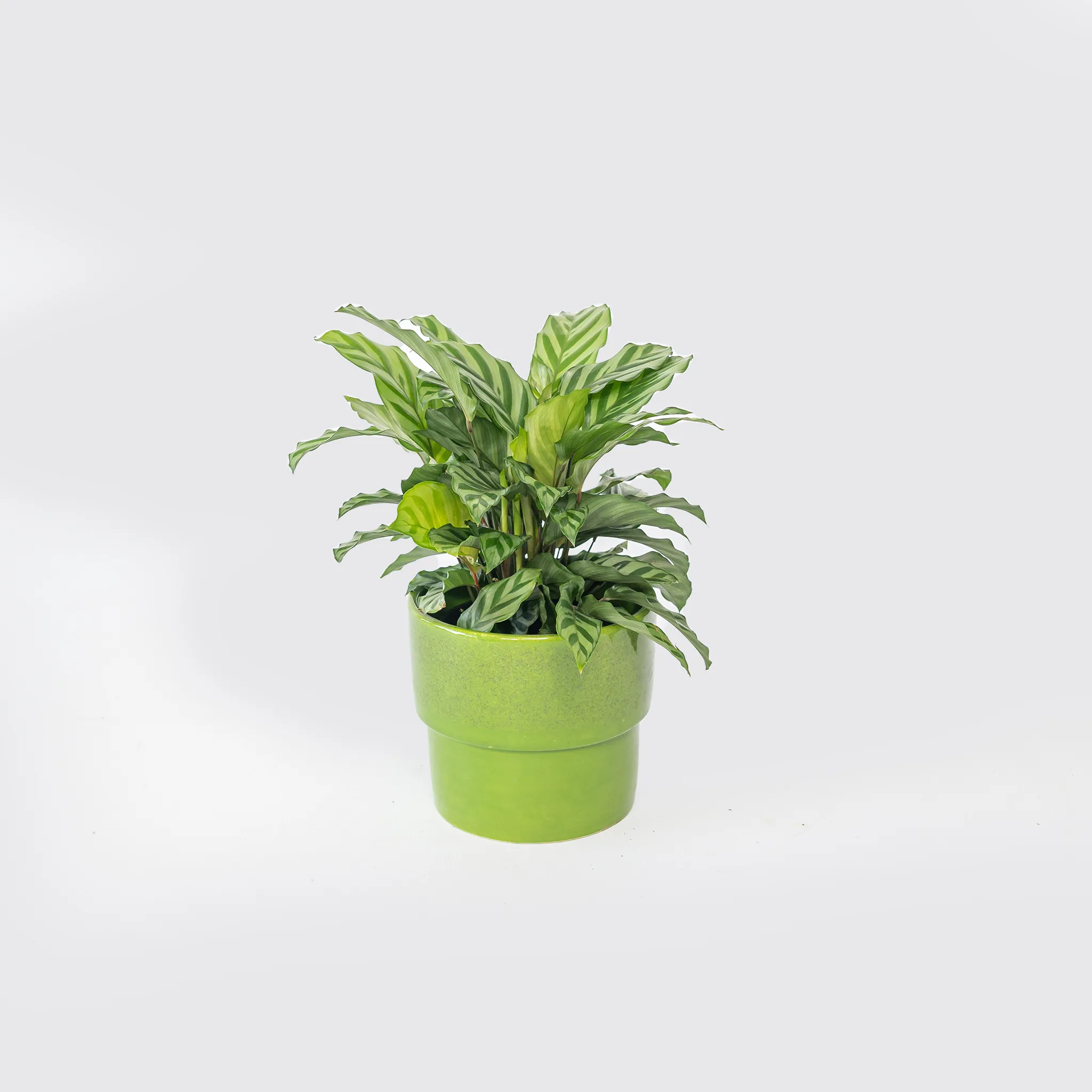 Peacock Plant