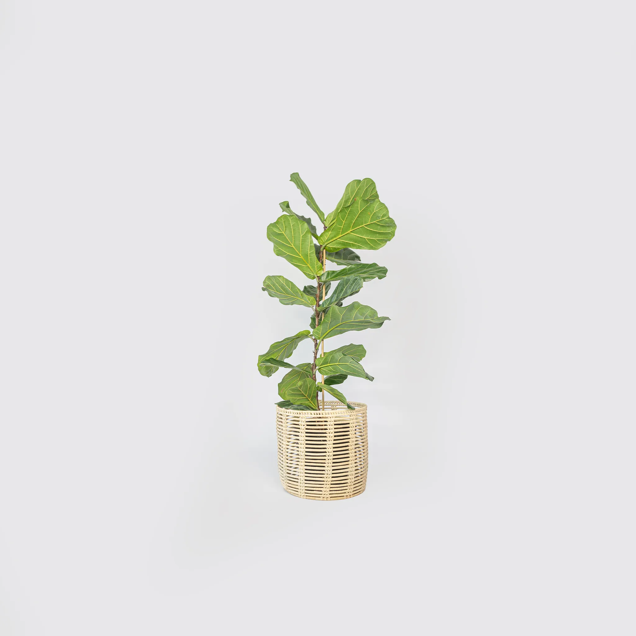 Lage Ficus (Fiddle Leaf Fig)