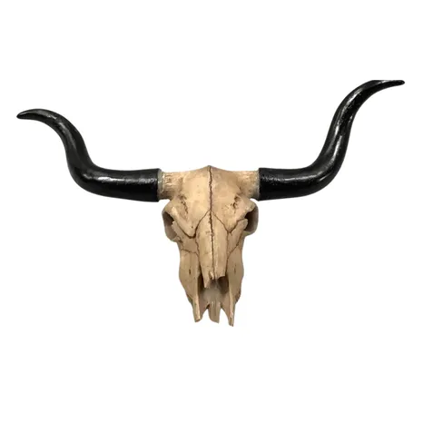Western Bull Skull
