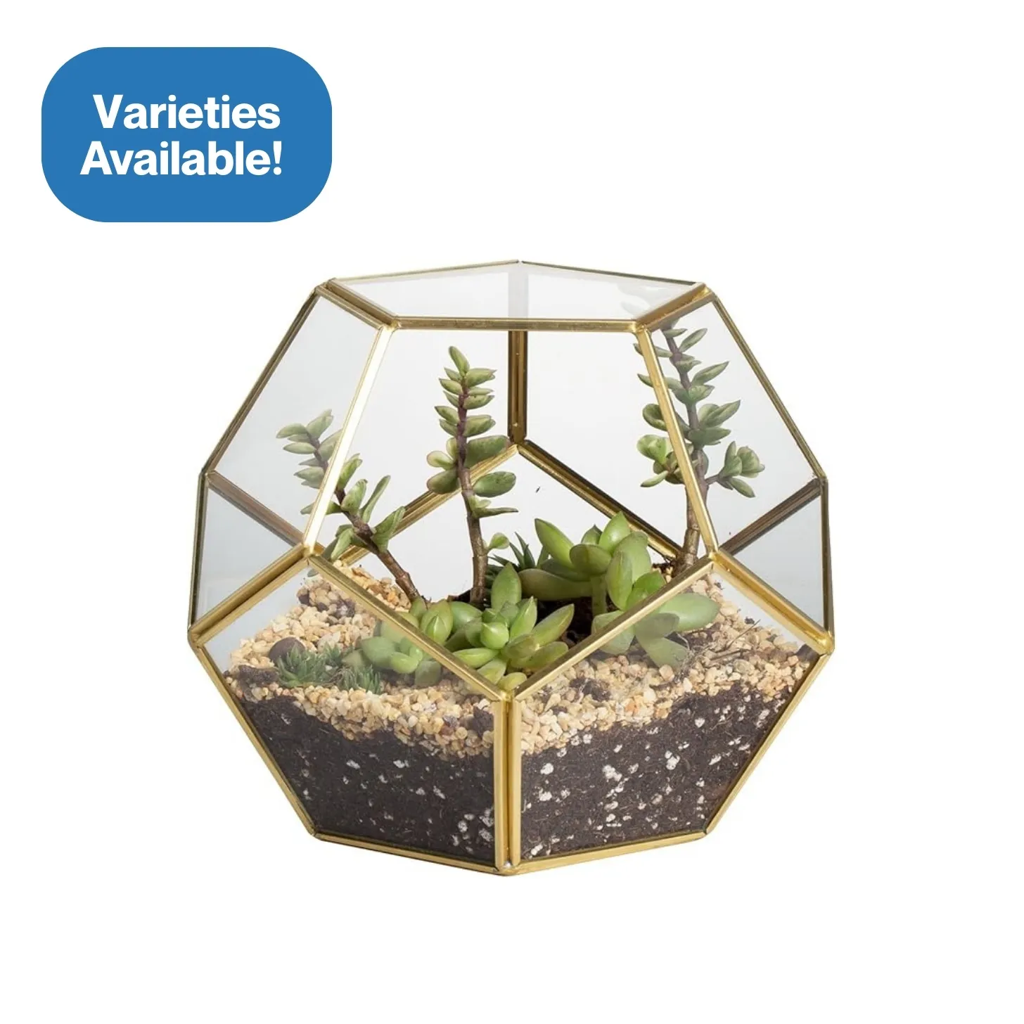 Glass Gold Terrarium