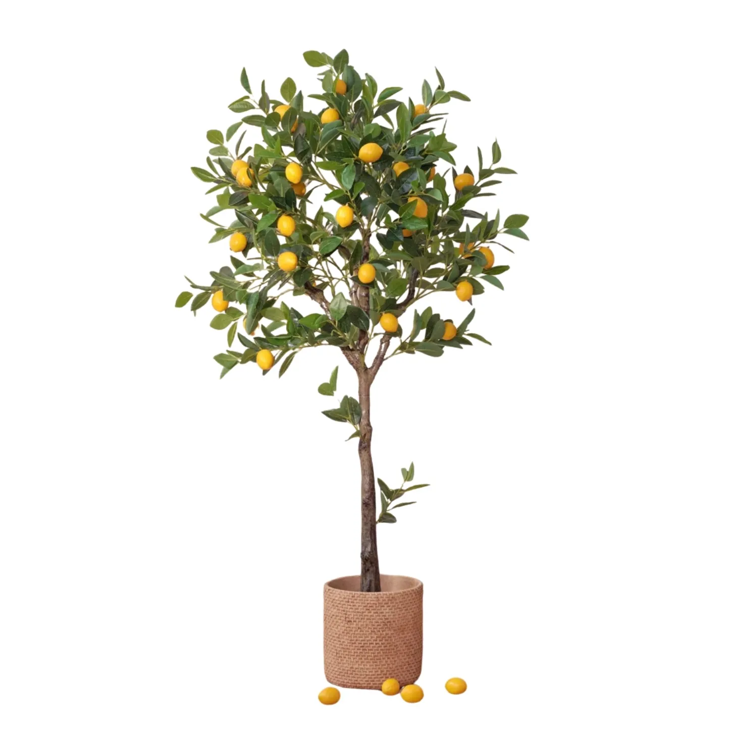 Lemon Tree 2