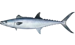 King Mackerel 