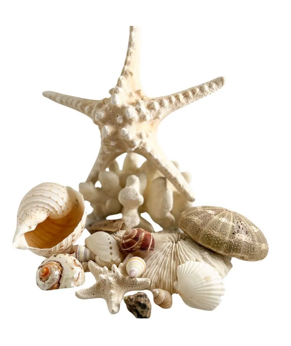 Various Shells/Coral/Starfish