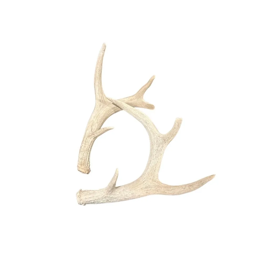 Various Deer Antlers
