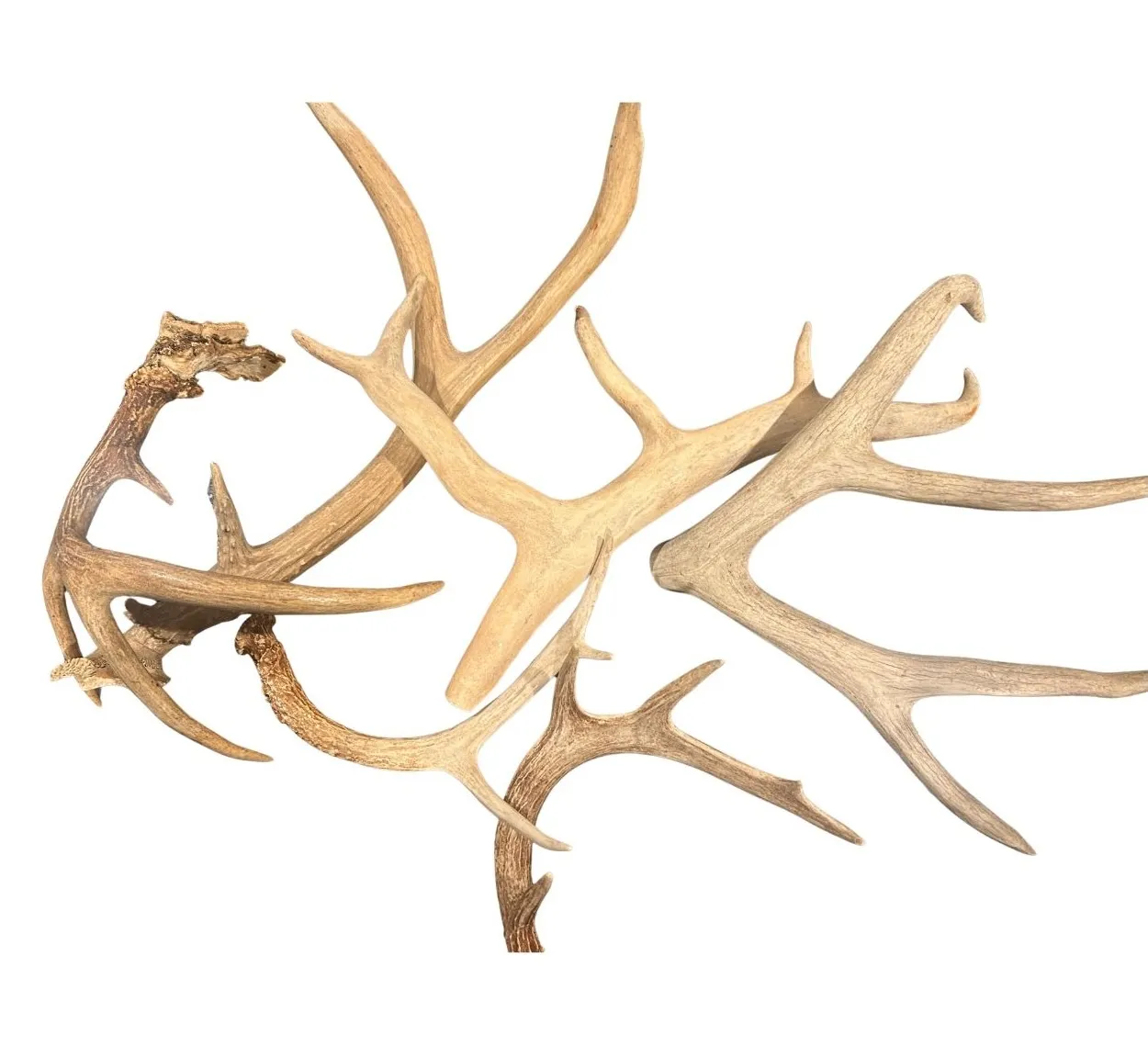 Various Deer Antlers
