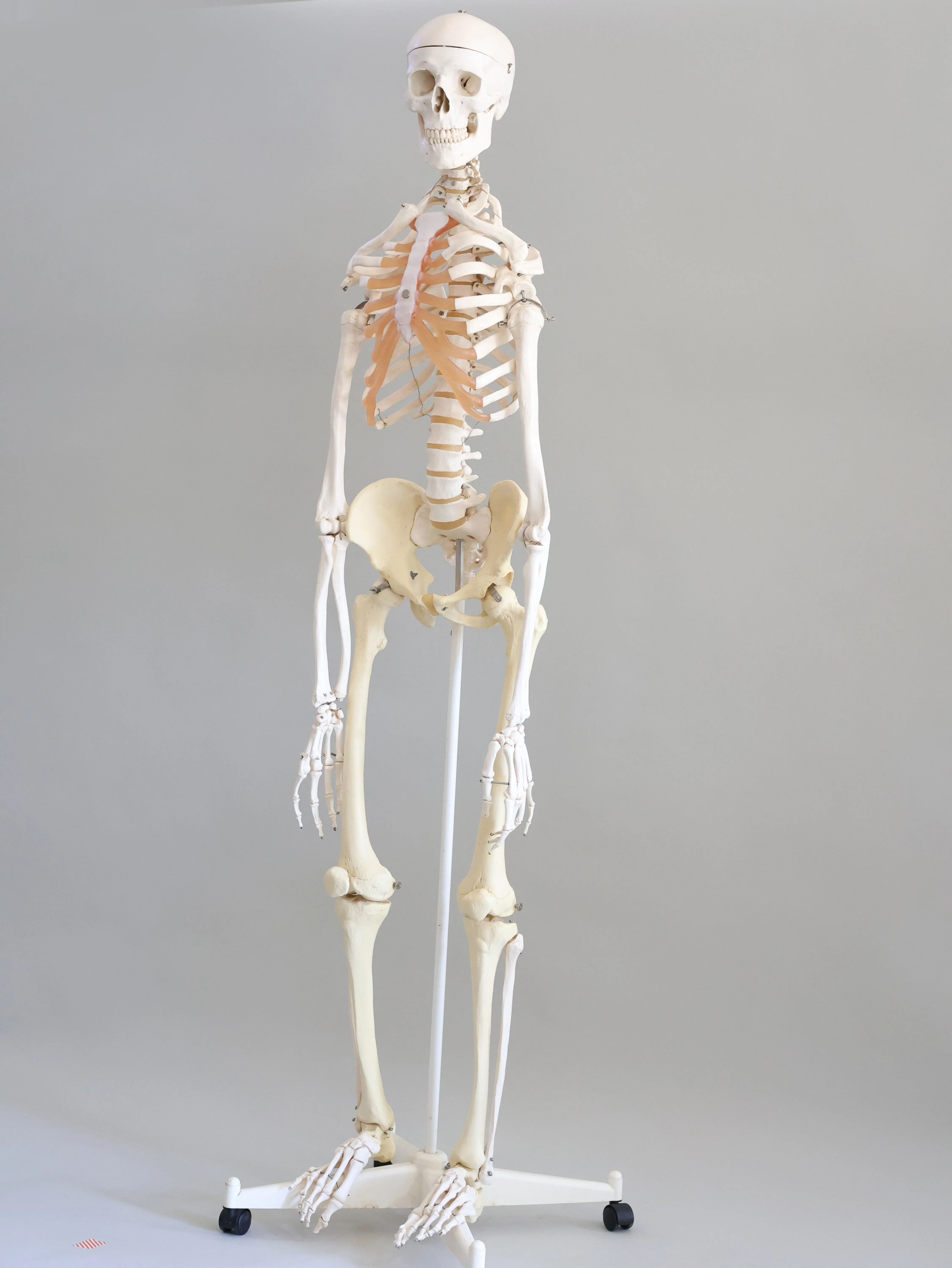 Human skeleton Model Full Size