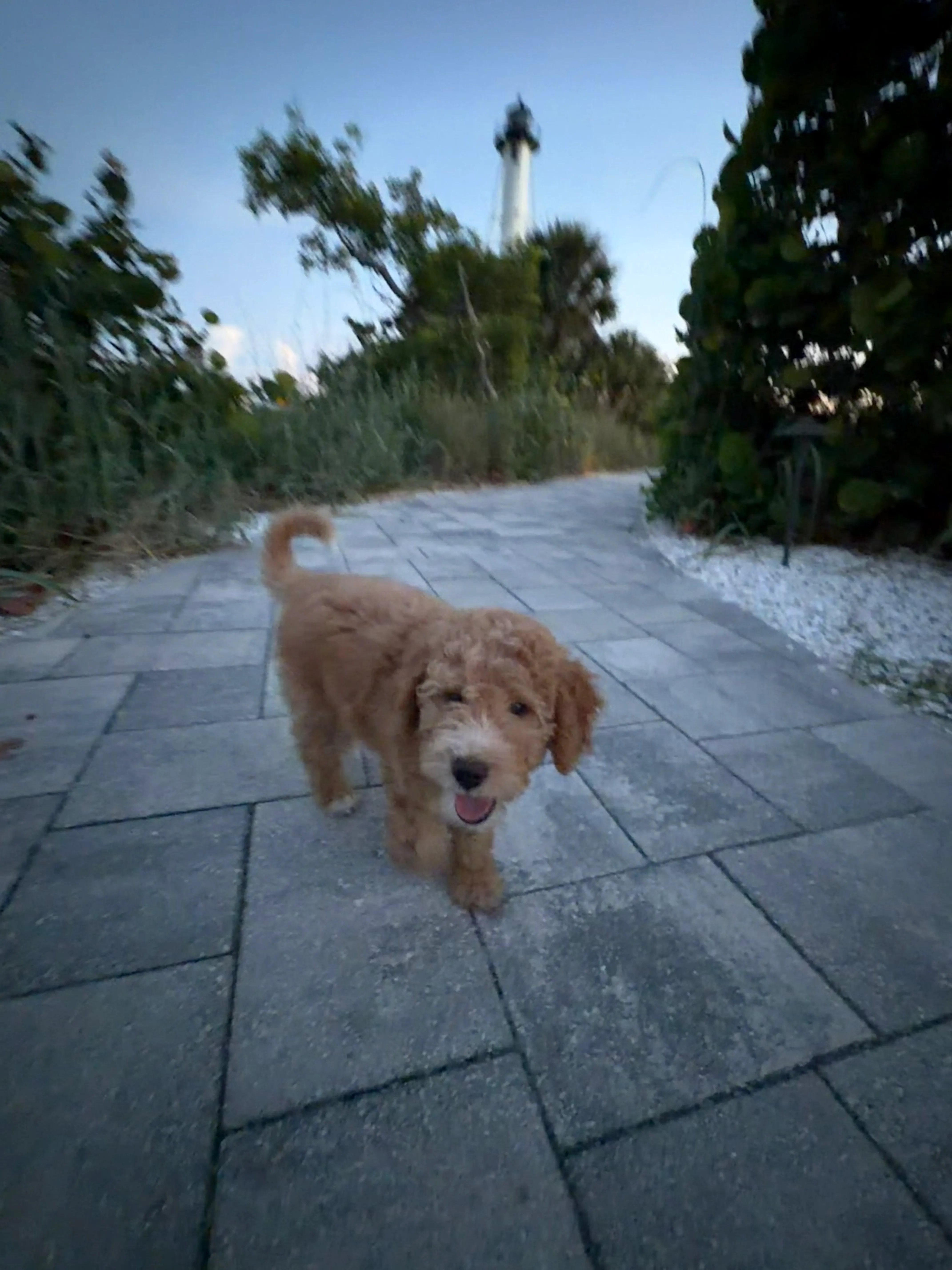 Pet Gear Rentals