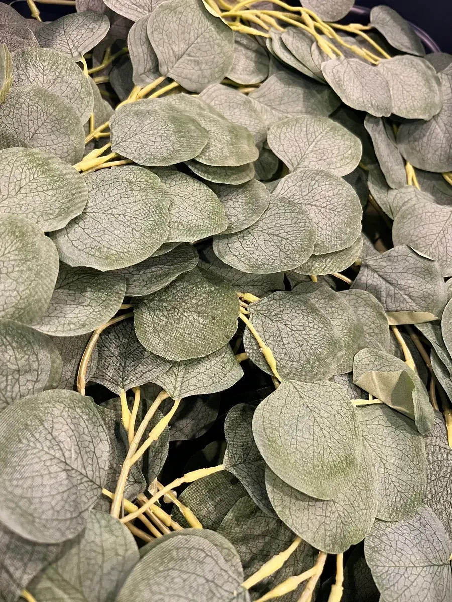 Silver dollar eucalyptus vine