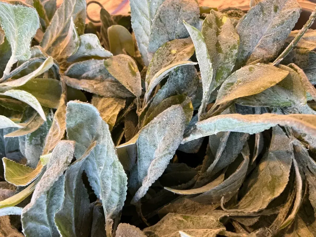 Lambs ear garland wide leaf