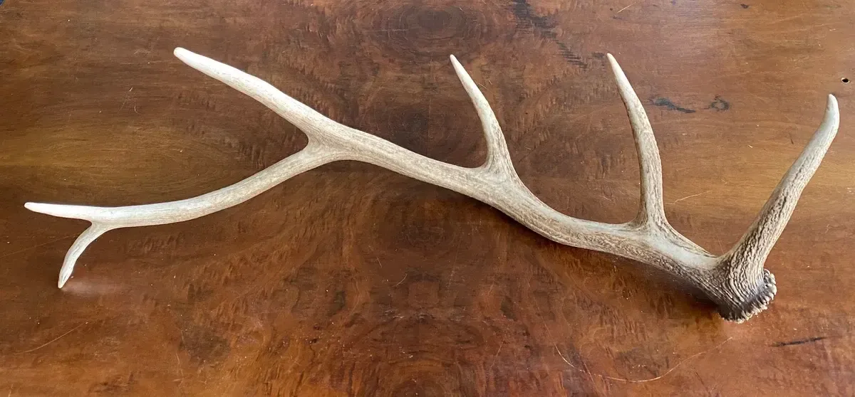 Large antler pair