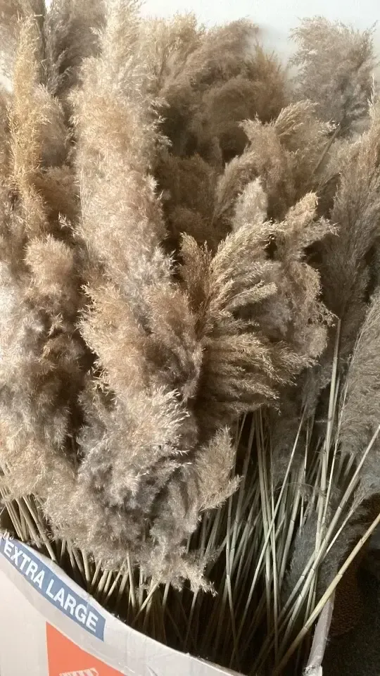 Pampas grass 30" - 32"set of 30 stems