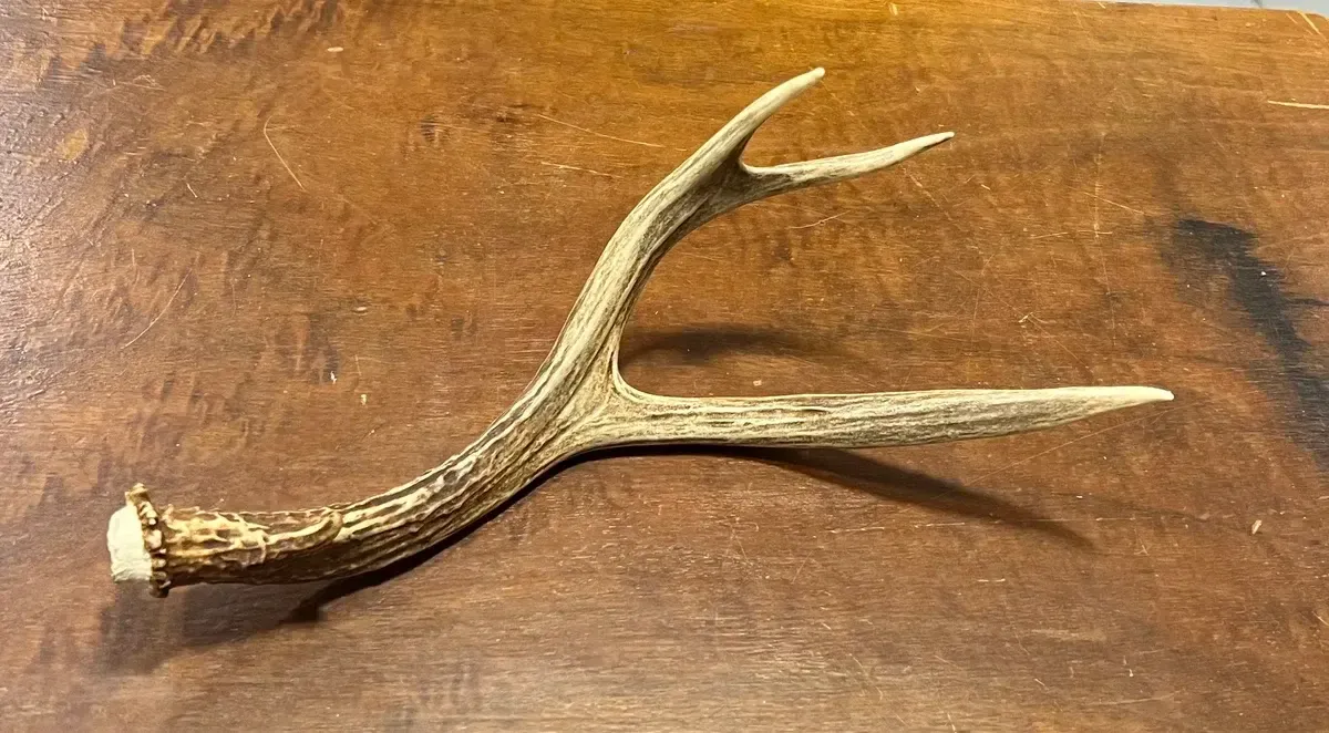 Antler centerpiece décor