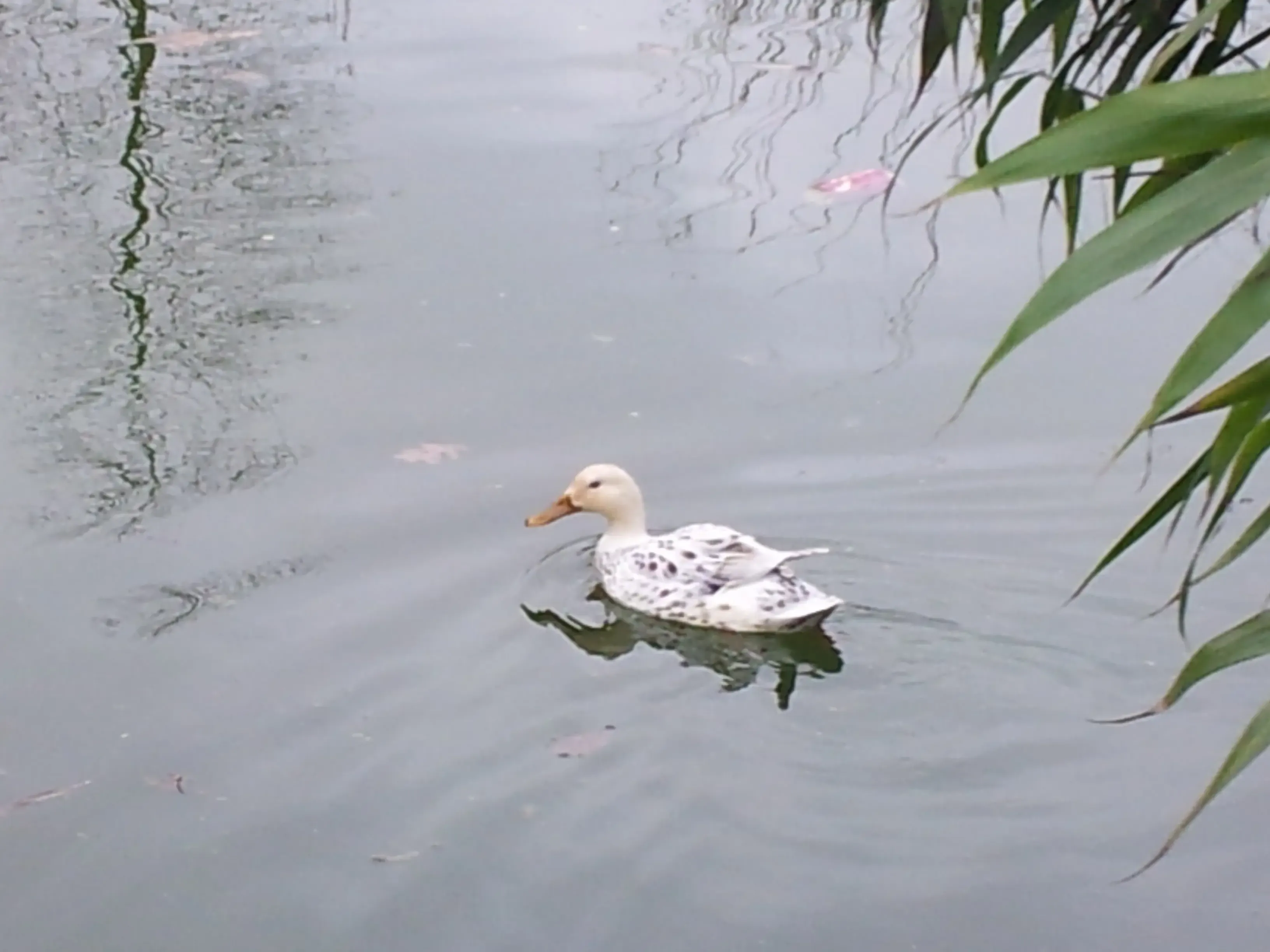 12/2 Yellow Dollhouse Natural- Kelsie Huggins