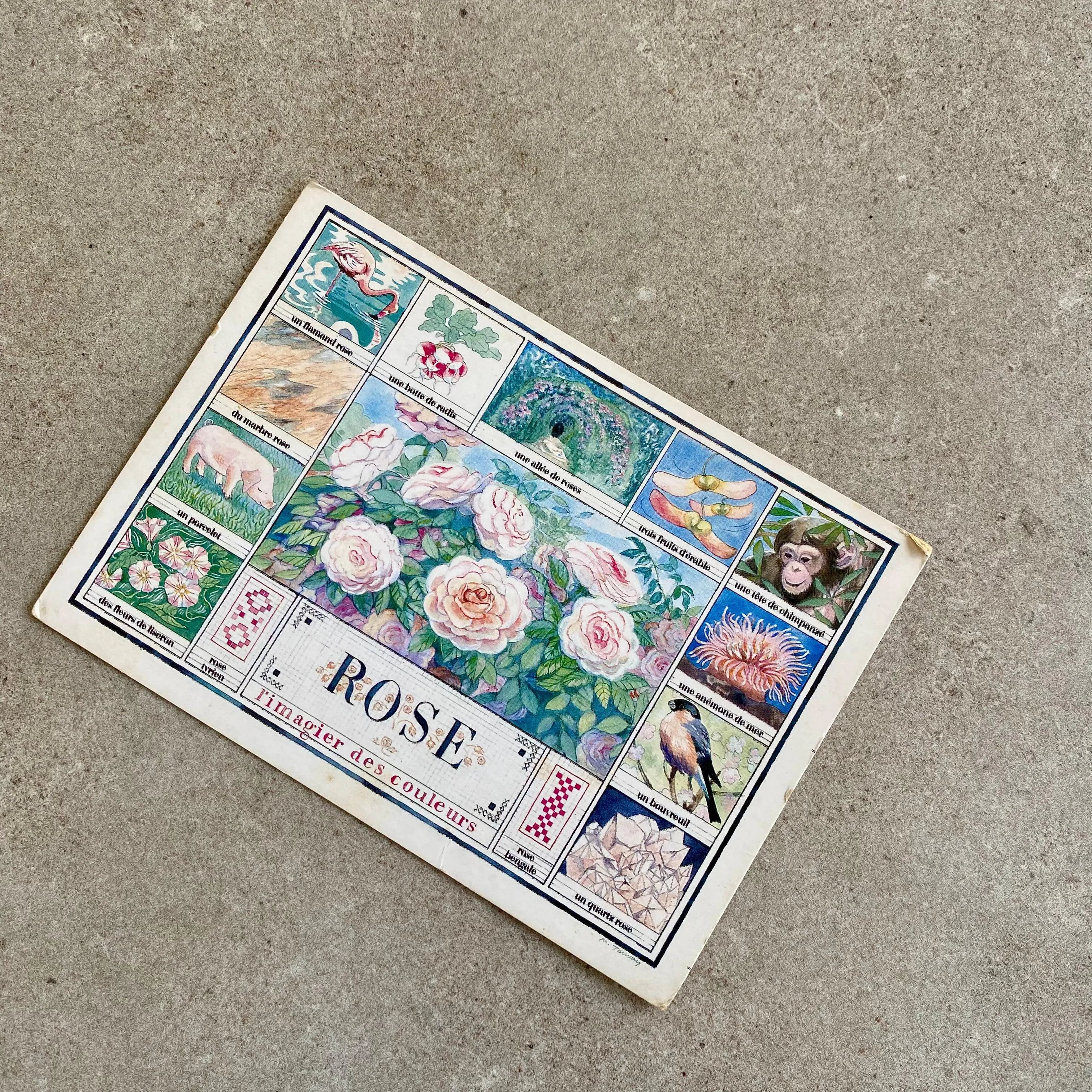 Rose Vintage Postcard