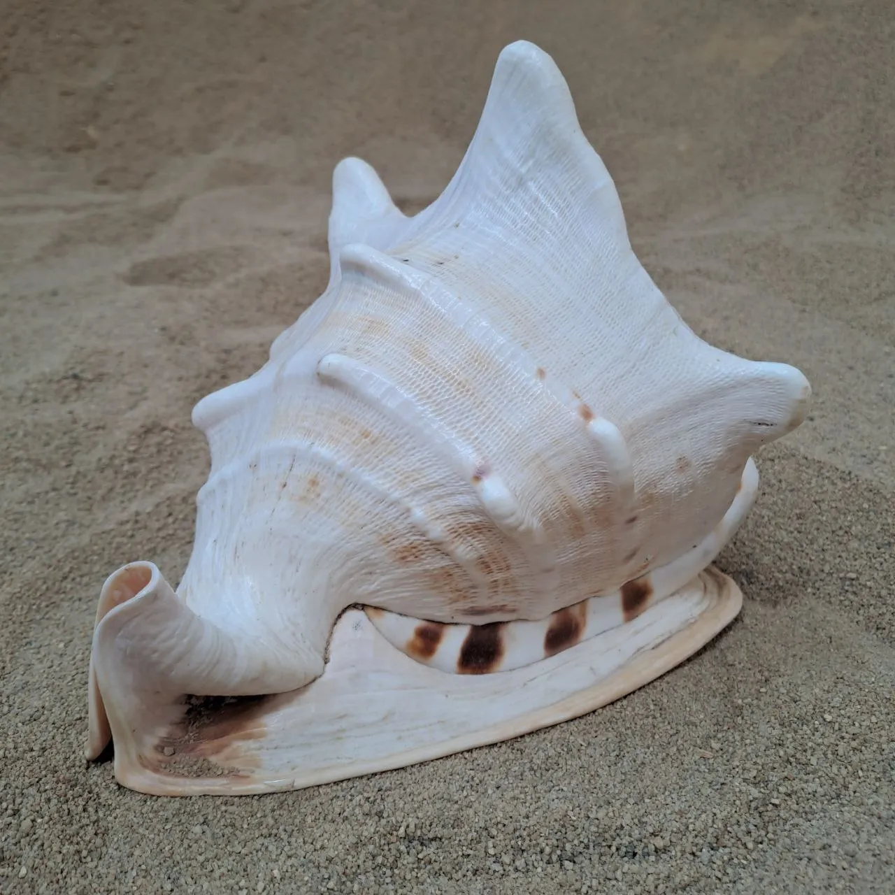 Horned Helmet Giant Shell