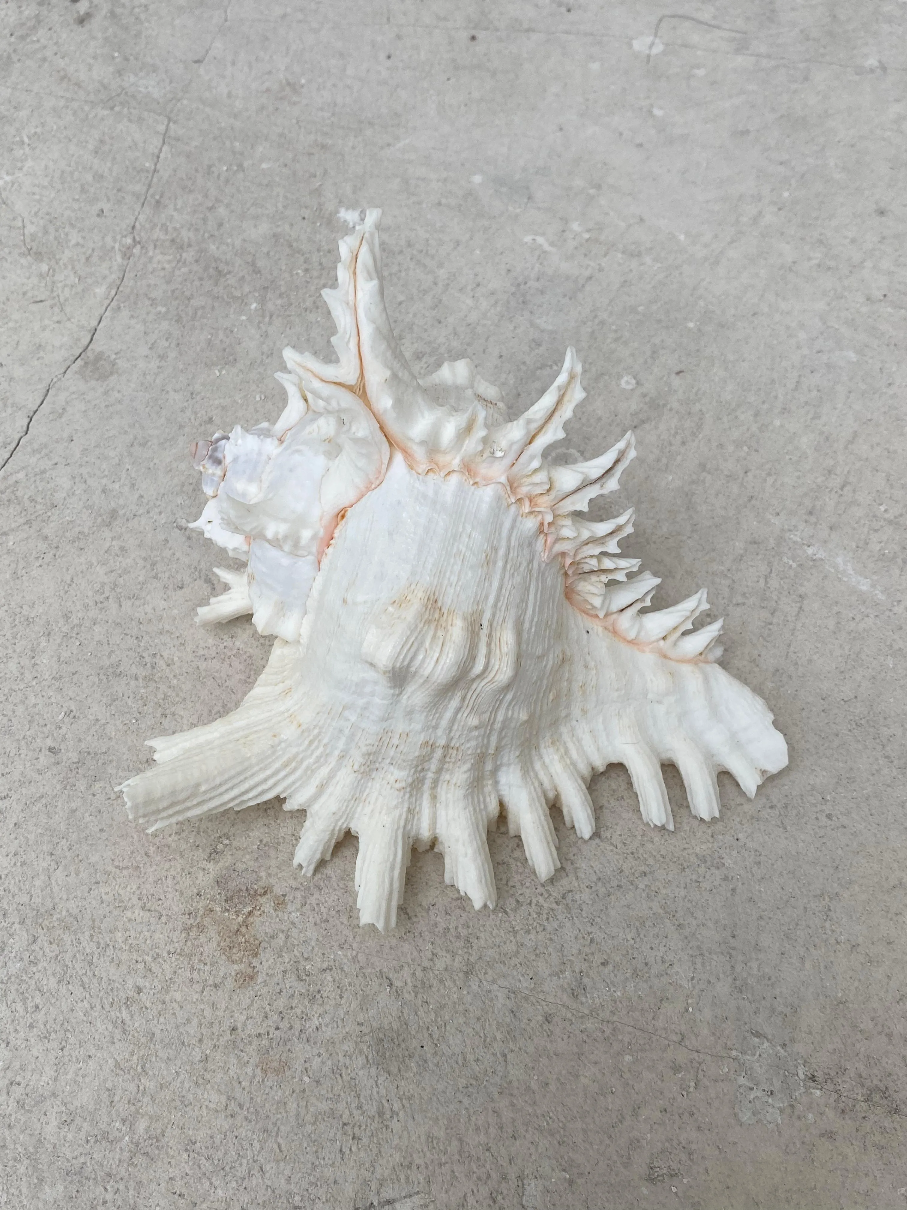 Spikey Sea Shell