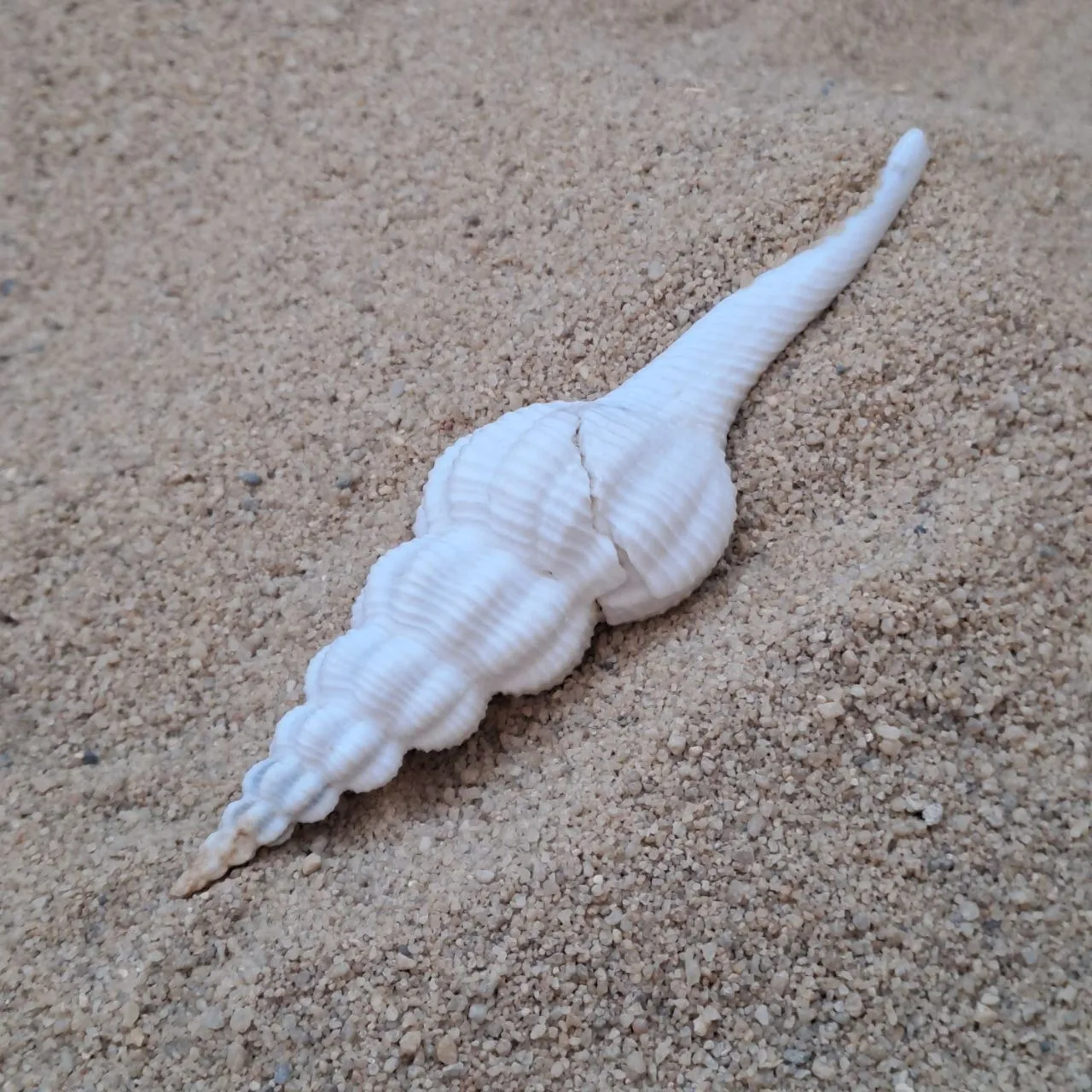 Spindle Shell