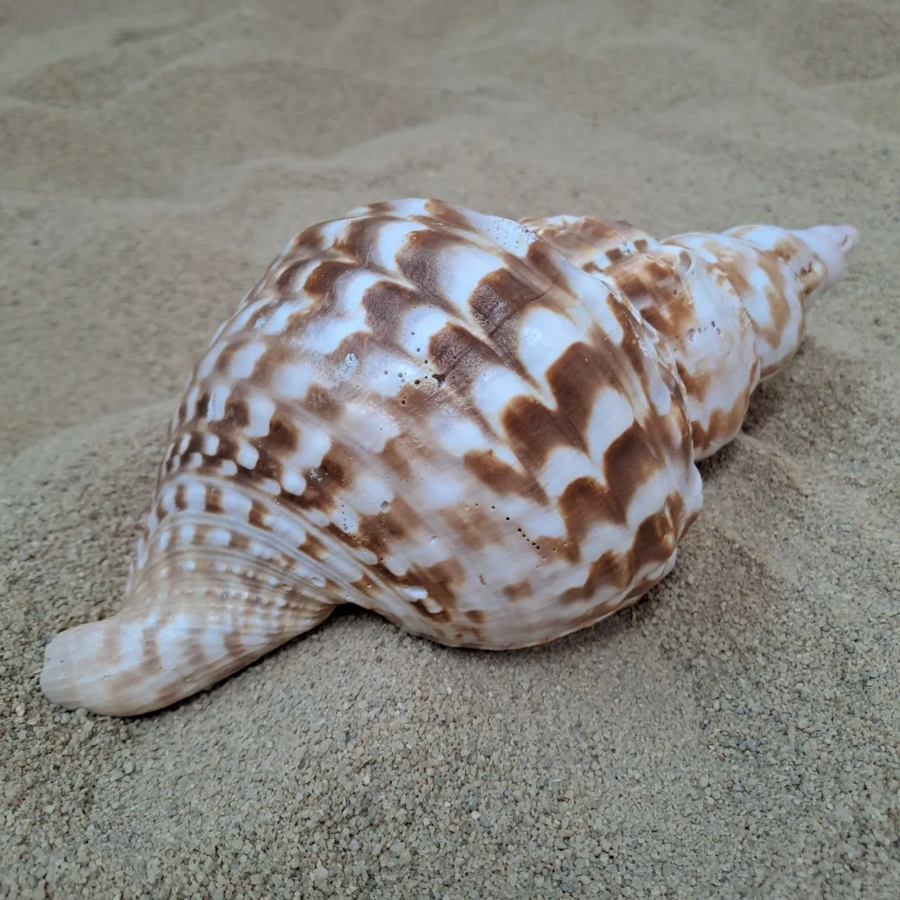 Giant Sea Snail