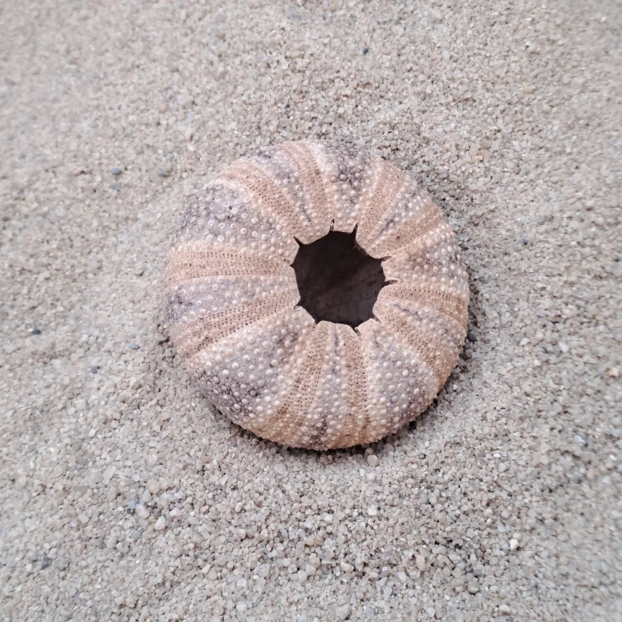 Sea Urchin Shell