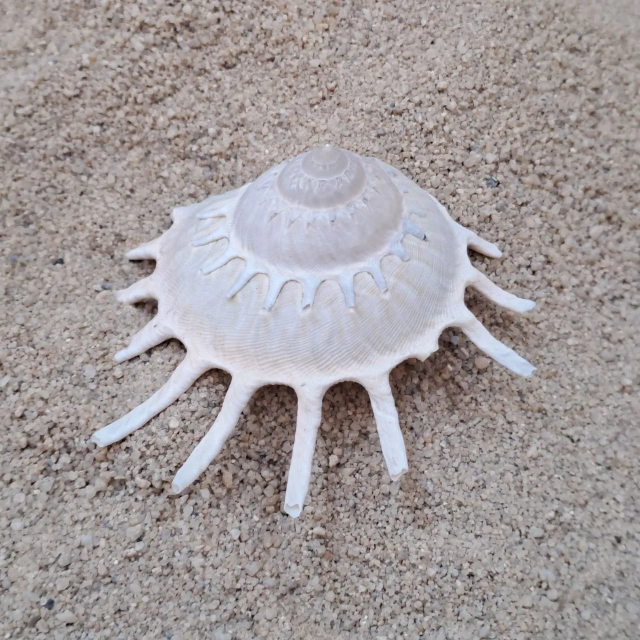 Spiral Shell
