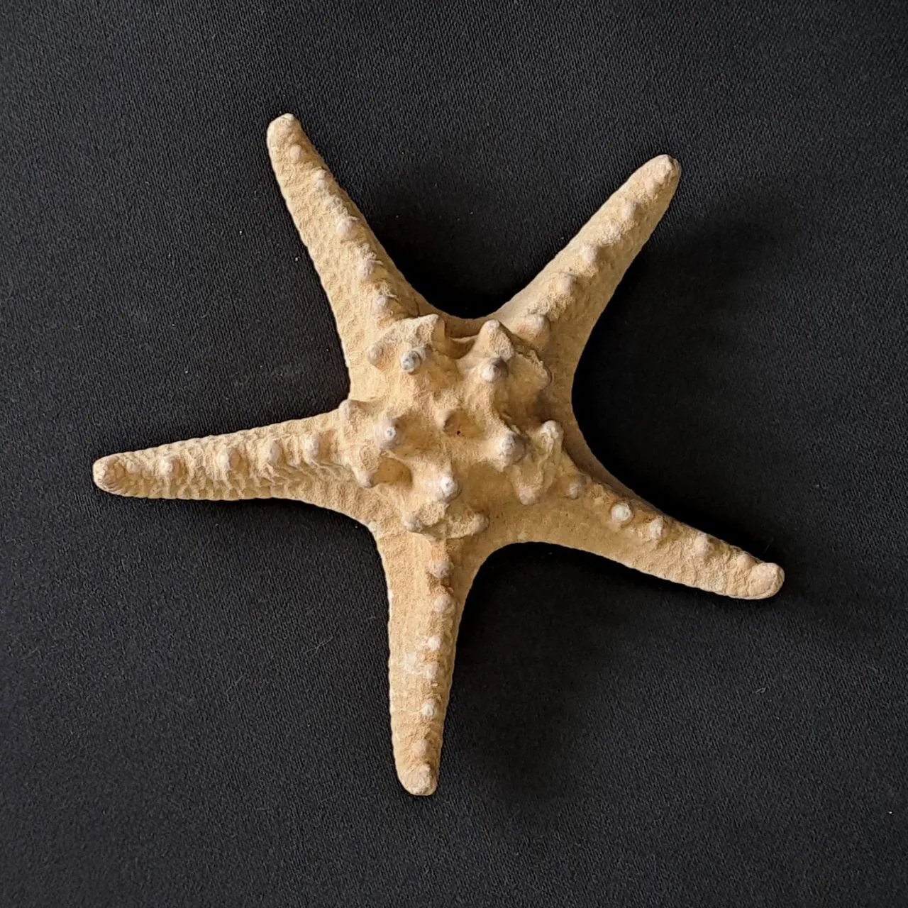 Giant Starfish 
