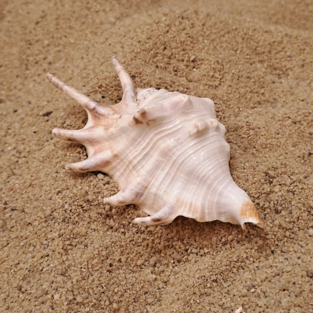Spikey Shell