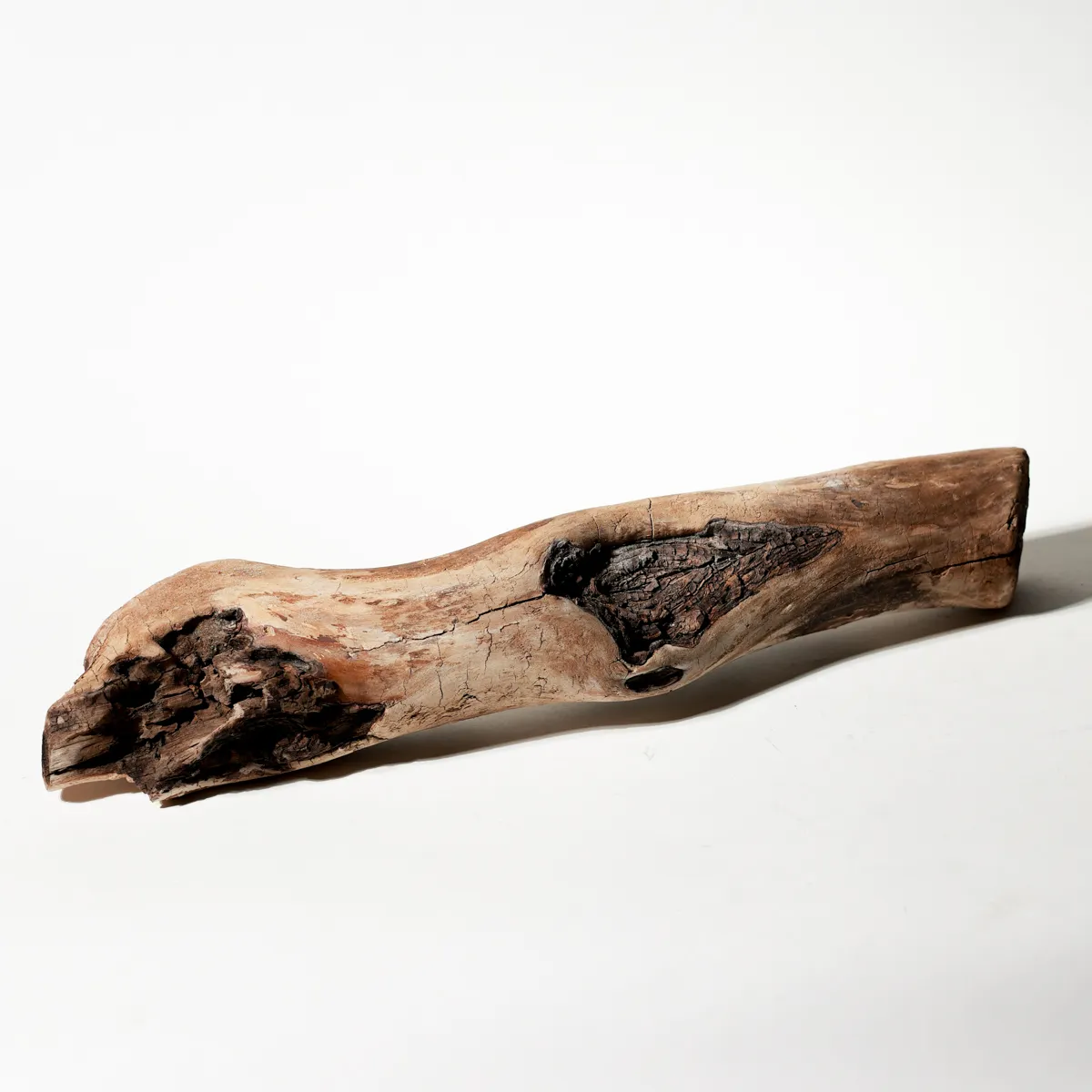 Rustic Weathered Tree Bark Natural Woodland Fragment Califonia Driftwood 11