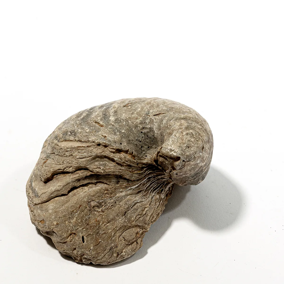 Shell Fossil Stone - 5" x 3.5"